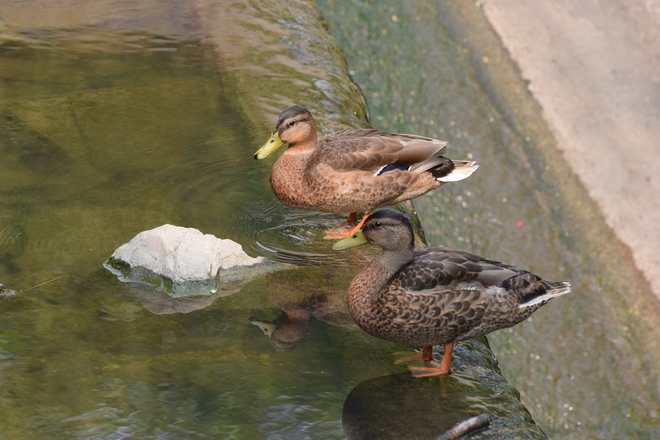 What ducks are these... Scarborough, Toronto, ON