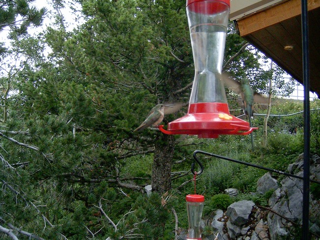 Hummingbirds - How beautiful nature is when you can hum along. Albuquerque, NM, United States