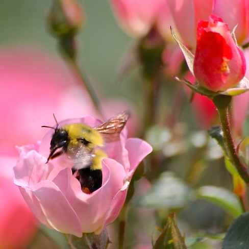 Bees & Roses Evanston, IL, United States
