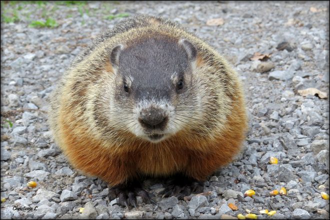 Marmotte aime le maÃ¯s Trois-Rivières, QC