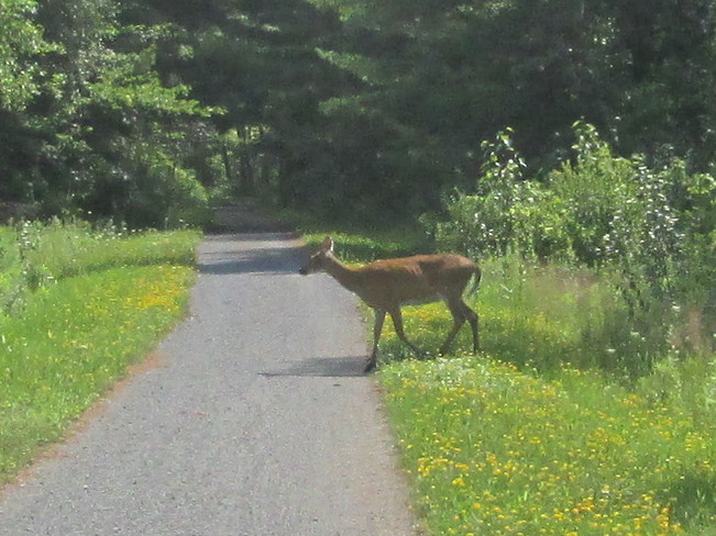 Friendly Deer Ault Island, South Stormont, ON