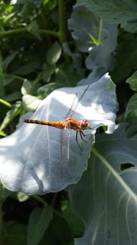 Dragonfly Kirkland Lake, ON