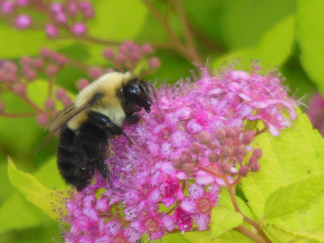 colibris et abeilles Pont-Landry, NB