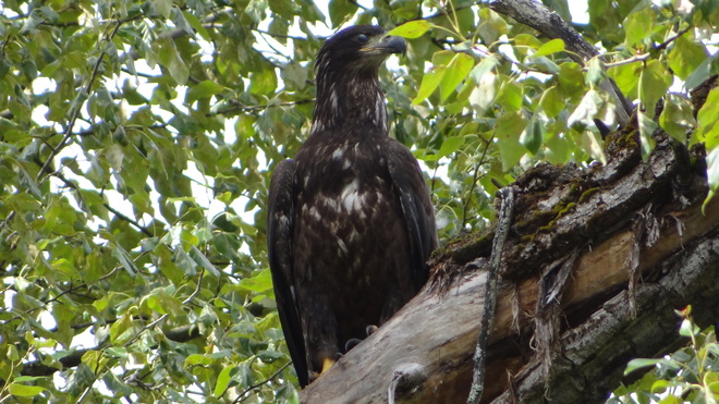 Juvenile Bald Eagle Kelowna, BC