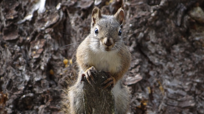Aggressive Squirrel Kelowna, BC