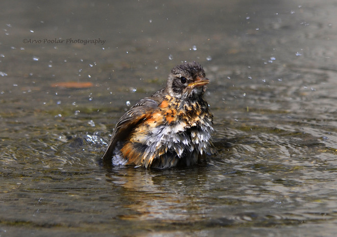 Juvenile Robin takes a cool bath 52 Bluffers Park, Scarborough, ON M1M 3W3, Canada