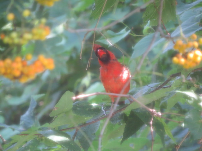 Cardinal (male) Ingersoll, ON
