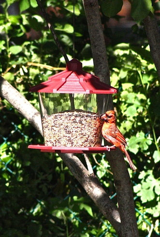 Cardinal eating wild bird seed. Amherstburg, ON