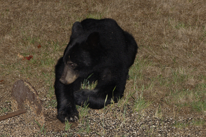 Backyard Bear Maple Ridge, BC