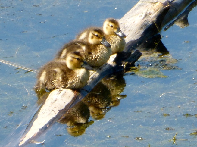 THREE ADORABLE DUCKLINGS AND THEN .... Cranbrook, BC