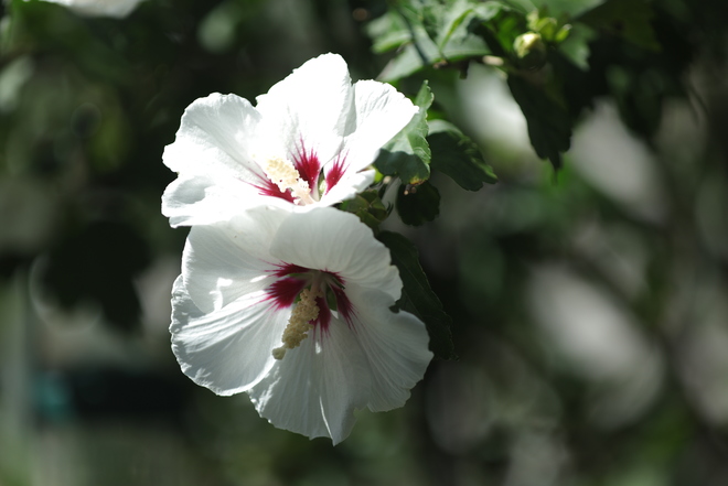 White hibiscus Mississauga,ON