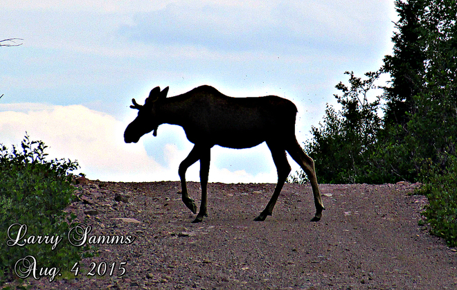 "Moose On The Road" Springdale, Newfoundland and Labrador
