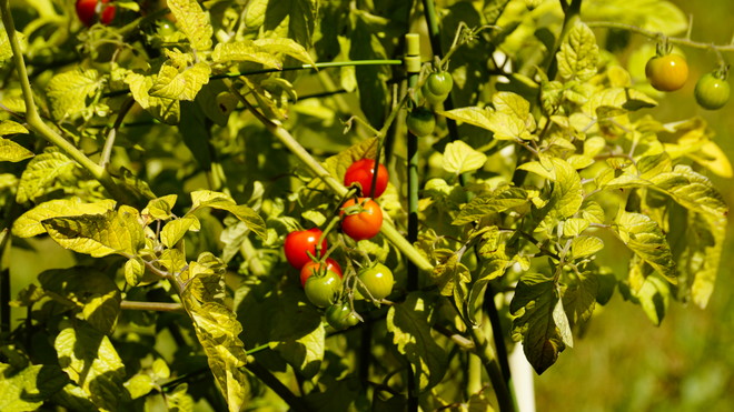 Cherry Tomatoes Phelpston, ON