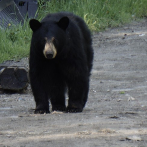 Black Bear Temiskaming Shores, ON