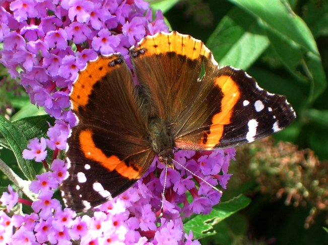Butterfly Bushes Bonanza Hamilton, ON