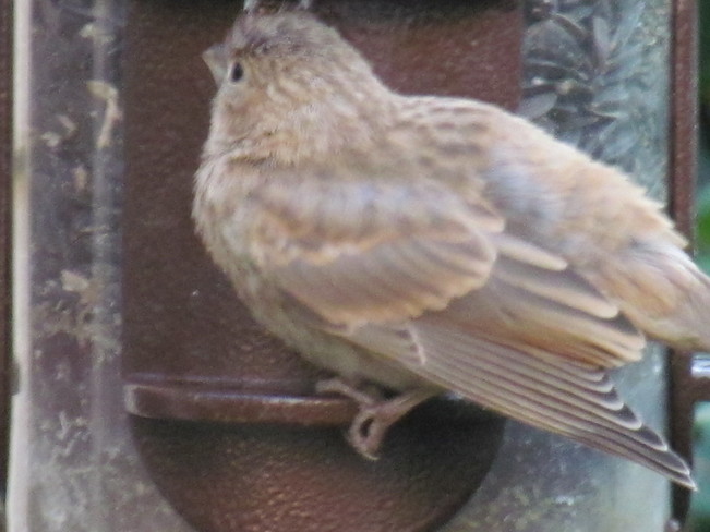 petit oiseau au jardin laval, qc