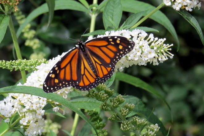 butterfly Ottawa, ON