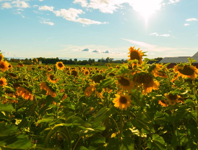 Sunflowers Selwyn, ON