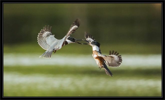 Belted Kingfishers at play Wallace River, Cumberland, Subd. D, NS