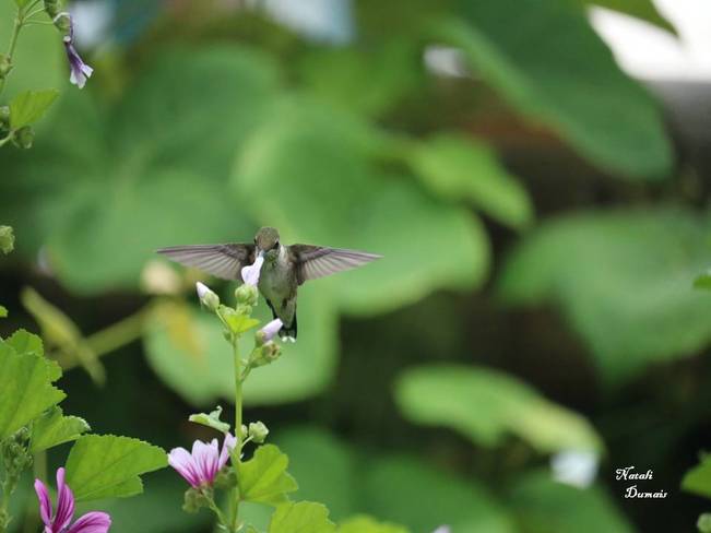colibri Mont-Joli, QC