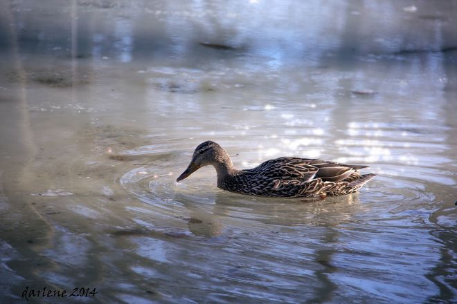 Duck on thawing pond. Winnipeg, MB