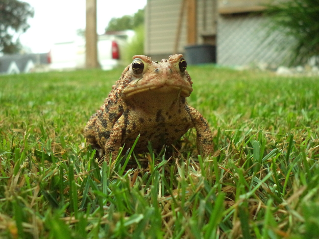Toad Hensall, Ontario