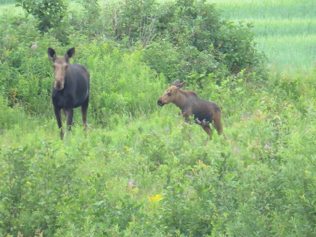 Cow moose and calf New Brunswick