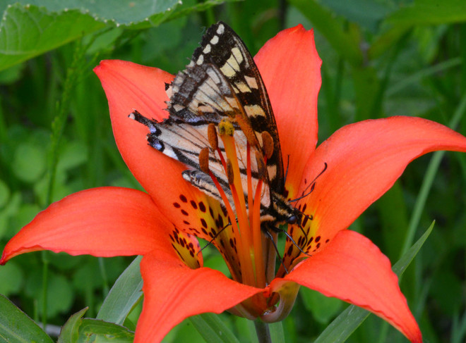 Wild Wood Lily with Visiting Monarch Butterfly Lethbridge Alberta