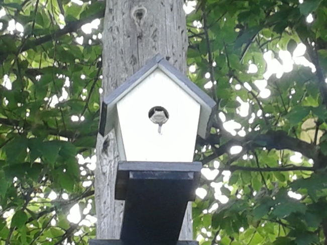 Birdhouse Resident Port McNicoll, ON