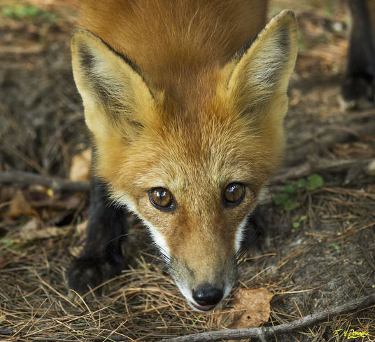My very young fox friend Port Elmsley, ON