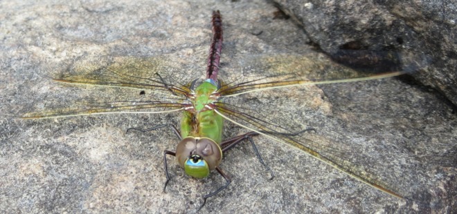 Green Darner (Dragonfly) French River, Ontario