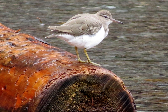 We Spotted a Spotted Sandpiper! Neck Point Park, Nanaimo, BC