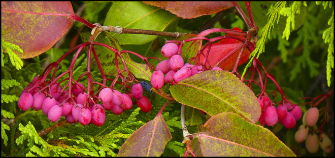 Pink berries, Elliot Lake. Elliot Lake, ON