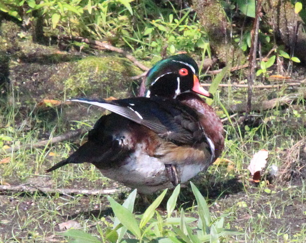 Wood Duck Colors Changing . . .Oh, oh. Ottawa, ON