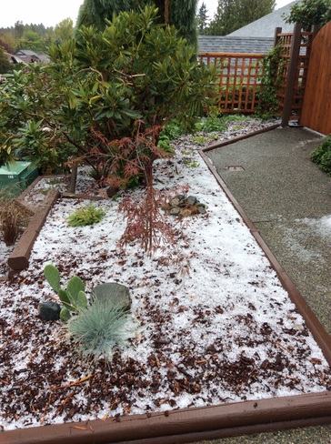 Hail of a day ! Cobble Hill, BC