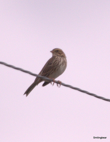 Sparrow.. near Munson, AB T0J 2C0, Canada