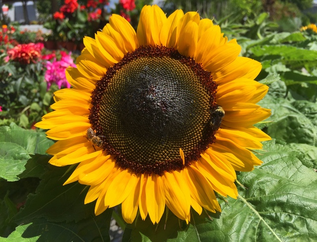 For the love of sunflower!!! Vancouver, BC