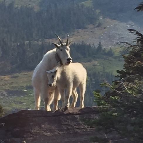 Mountain Goats in Glacier National Park.... Glacier National Park, West Glacier, MT, United States
