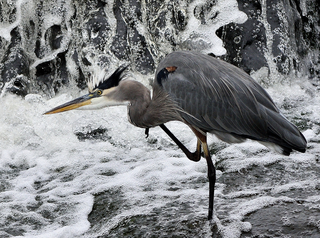 GBH at the waterfall. Ontario