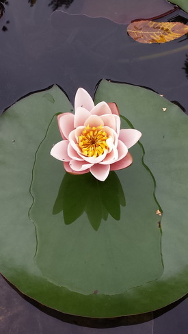 Water lily La Prairie, QC