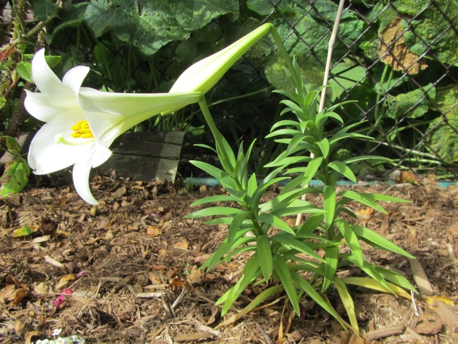 And Easter Lily in the Fall ??? Cambridge, ON