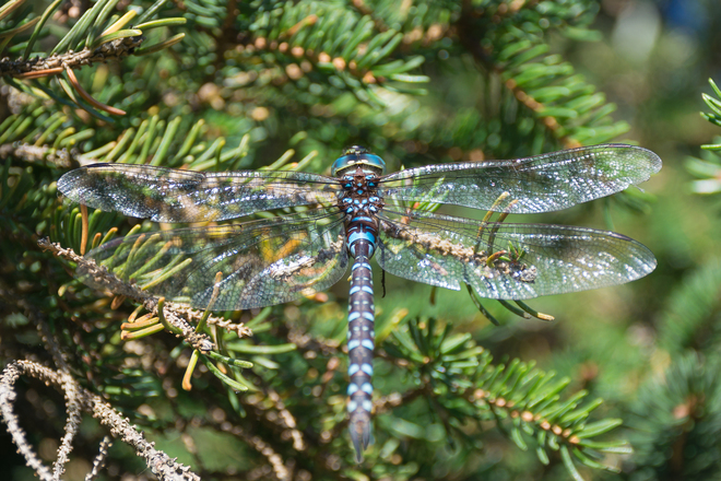 Dragonfly 169 Fisher Lakes Dr, Saint John, NB E2K 5S6, Canada