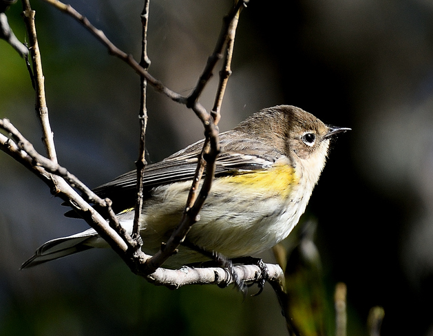 Yellow-Rumped Warbler Kingston, ON