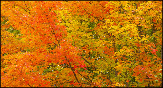 Fall colour, Elliot Lake. Elliot Lake, ON