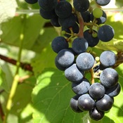Les raisins du Vignoble