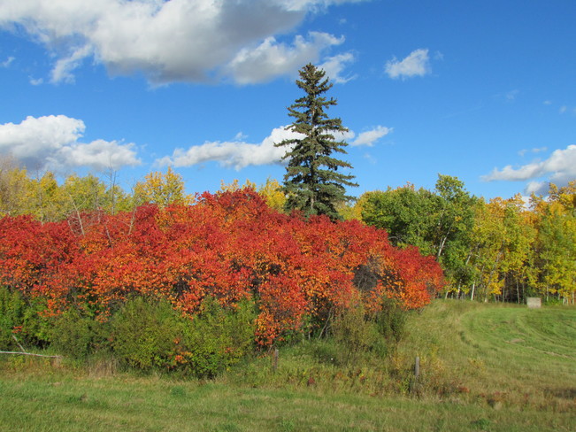 Fall Colors Goodsoil, SK