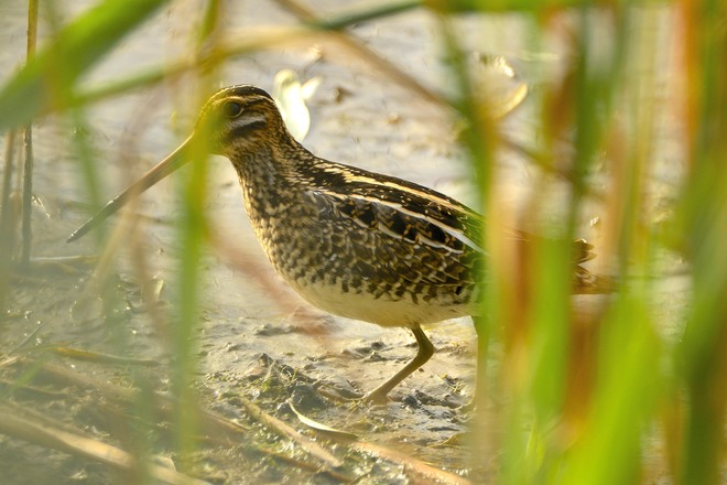 Snipe Whitby, ON