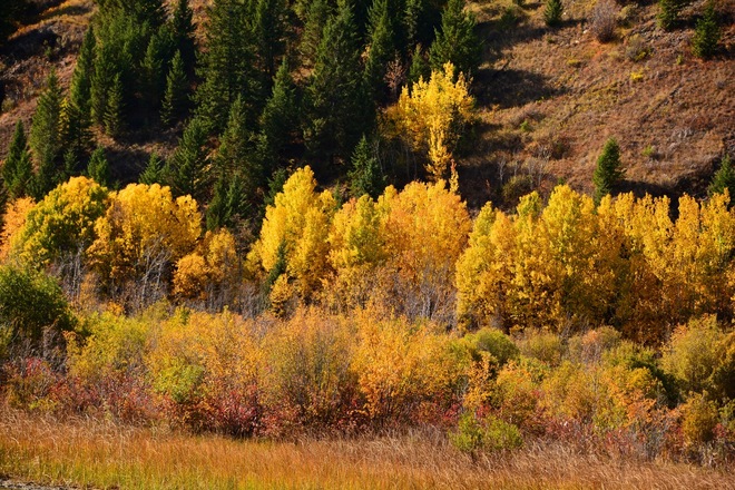 Autumn Colours 8930 Findlay Creek Rd, East Kootenay F, BC V0B, Canada