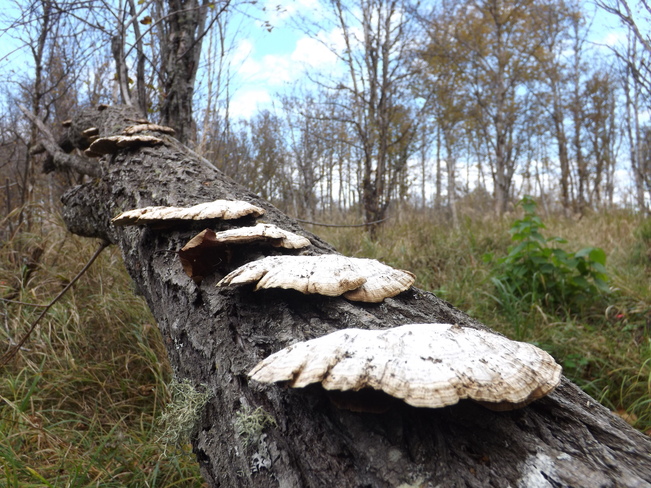 fungus on a log Thunder Bay, ON