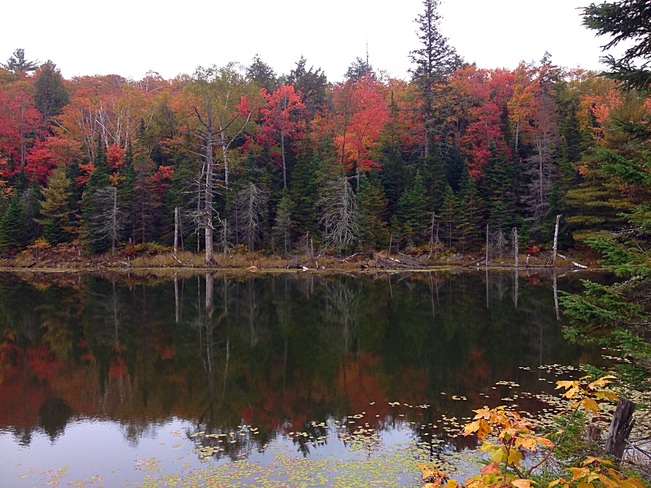 fall colors Kearney, Ontario Canada
